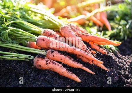 Karotten auf dem Boden, frische Karotten auf dem Karottenfeld Gemüse wächst im Garten auf dem Boden Biologischer Bauernhof erntet die Natur landwirtschaftlicher Erzeugnisse Stockfoto