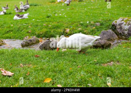 Graue und weiße Gänse und Enten auf dem Rasen. Hausgeflügel. Gänse und Enten. Geflügel züchten. Vögel laufen Stockfoto