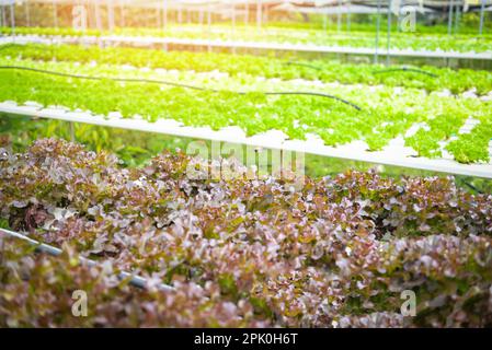 Gemüse aus hydroponischen Bauernhöfen frischer Butterkopfsalat und Roteichensalat, der im Korb wächst, Bio-Lebensmittel Naturblätter Stockfoto