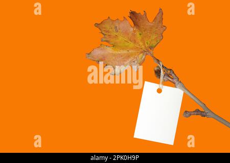 Rabattanhänger mit gelbem Blatt auf Zweig. Konzeptidee für Herbst- oder Winterangebote. Leerer Bereich für Text. Stockfoto