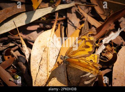 Gemeiner brauner Schmetterling auf Laubstreu in Australien. Stockfoto