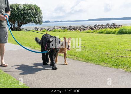 Braune und schwarze Hunde auf den Spuren der Menschenhand, die auf dem Fußweg am Ufer von Tauranga spazieren. Stockfoto