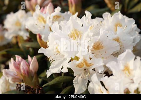 Blick aus der Nähe auf wunderschöne Rhododendron-Blumen im Freien. Fantastische Frühlingsblüte Stockfoto