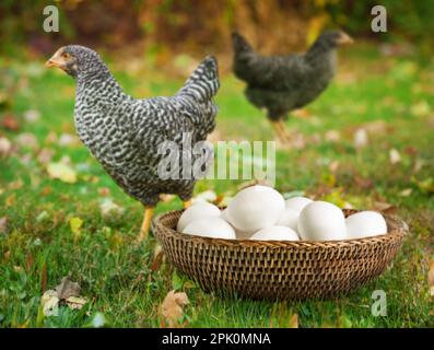 Frische Eier in Weidenschale und Hühner auf dem Bauernhof Stockfoto