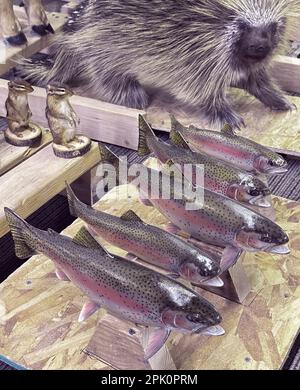 Fische in einer Reihe, die auf einer Plattform ausgerichtet sind, befinden sich im Vordergrund. Eichhörnchen oder Streifenhörnchen und Stachelschweine sind ausgestopft und im Hintergrund für die Tierpräparation. Stockfoto