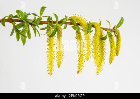 Nahaufnahme von weinenden Weidenblumen im Frühling auf weißem Hintergrund Stockfoto