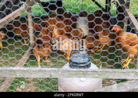 Rote Ranger-Hühner im Käfig. Stockfoto