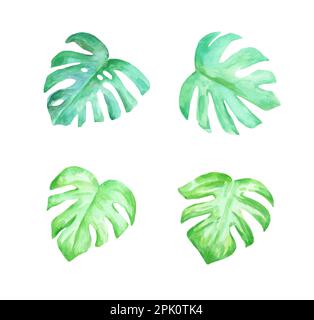 Aquarelldarstellung realistischer Monsterablätter. Dekorative Designelemente isoliert auf weißem Hintergrund. Stockfoto