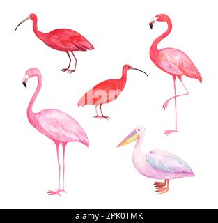 Aquarelle tropische Vögel, rosafarbener Flamingo, roter Scharlach und rosa Pelikan. Konstruktionselemente auf weißem Hintergrund isoliert. Stockfoto