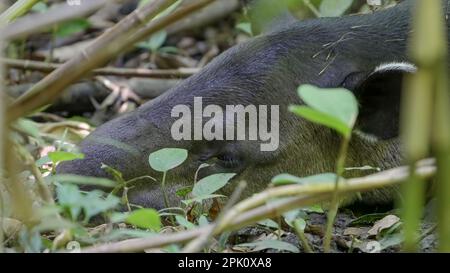 Nahaufnahme eines bairds Tapir, das auf dem Regenwaldboden liegt und sich ausruht Stockfoto