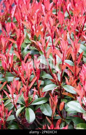 Rotspitze Photinia x fraseri „Robusta“, Photinia Plant, Rote Tops neue Frühlingsprosse Stockfoto