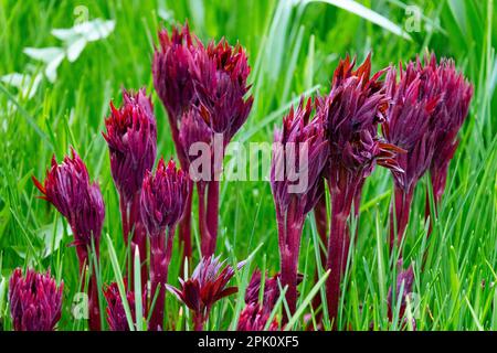 Frühlingssonne Grüne rote Pfingstrose April neue Triebe wachsen im Gras Frühlingsgartensaison Paeonia Triebe Pfingstrosen, die im frühen Frühjahr wachsen Stockfoto