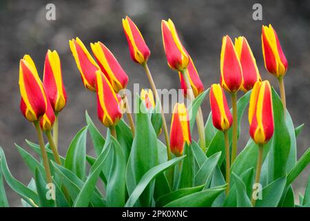 Tulipa kaufmanniana „Stresa“ Water Lilie Tulip Blooms, Eröffnung Stockfoto