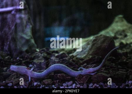 Ein Olm (Proteus anguinus). Höhle Postojna (Postojnska Jama) Vivarium. Slowenien Stockfoto