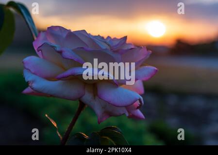 Nahaufnahme einer verwelkenden rosa Rose vor dem Morgenhimmel mit der Sonne. Stockfoto