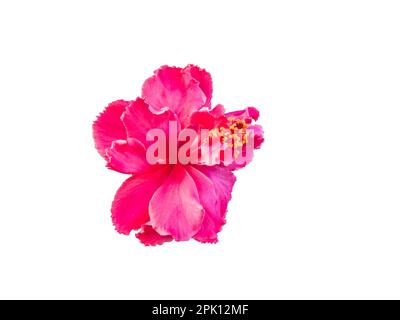 Nahaufnahme des roten Hibiskus oder allgemein bekannt als Bunga Raya Stockfoto
