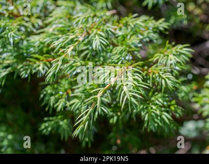 Detailansicht der Zweige und Blätter von Common Juniper, Juniperus communis subsp. alpina. Foto in der Mieming Range, am See de Seebensee, State of Ty Stockfoto