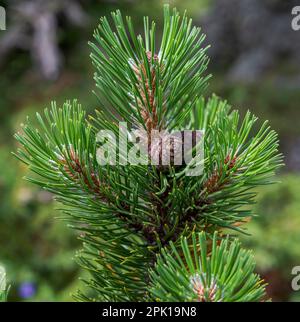 Detail der Blätter, Äste und Zapfen von Zwarf Mountain Kiefer, Pinus mugo. Foto im Mieming Range, Bundesstaat Tirol, Österreich. Stockfoto