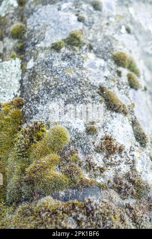 Ein alter, grauer, rissiger Stein, der mit einem Pilz bedeckt ist. Stockfoto
