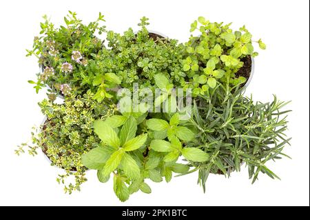 Mediterrane und aromatische Küchenkräuter. Winterpfeffer, Zitronenthymian, Oregano in der ersten Reihe, Zitronenthymian, Minze und Rosmarin in der zweiten Reihe. Stockfoto