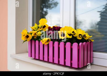 Wunderschöne leuchtende Veilchen in Pflanzentopf auf Fensterbank im Freien Stockfoto