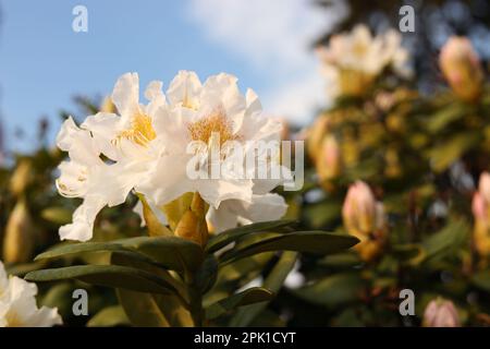 Nahaufnahme der wunderschönen Rhododendron-Blumen im Freien, Platz für Text. Fantastische Frühlingsblüte Stockfoto