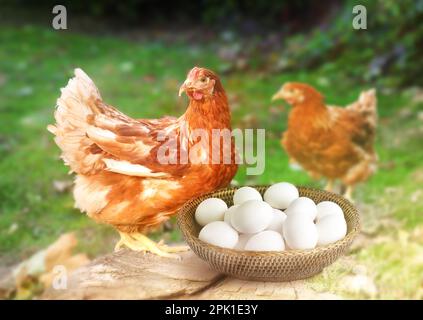 Frische Eier in Weidenschale und Hühner auf dem Bauernhof Stockfoto