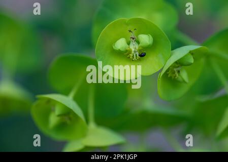 Wood Spurge - Euphorbia amygdaloides Verschlüsse von Blumen und Insekten Stockfoto