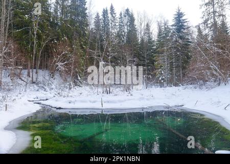 Winter Saula Blue Springs (Siniallikad) Stockfoto