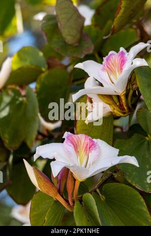 Blühender Bauhinia Orchideenbaum. Weiße Blumen schließen sich. Frühling Stockfoto