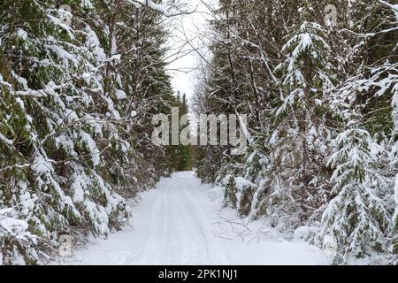 Alte verschneite Straße durch Nadelwälder Stockfoto
