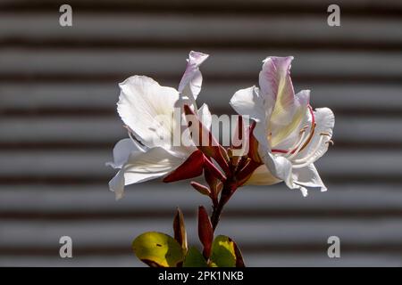 Blühender Bauhinia Orchideenbaum. Weiße Blumen schließen sich. Frühling Stockfoto