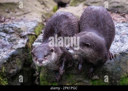 Zwei asiatische kleine Klauenotter, Aonyx cinereus Stockfoto