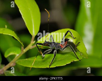 North American Wheel Bug Nymphe (Arilus cristatus) bei Nacht in einem Yaupon Holly Werk in Houston, TX. Nützliche Raubinsekten in den USA. Stockfoto