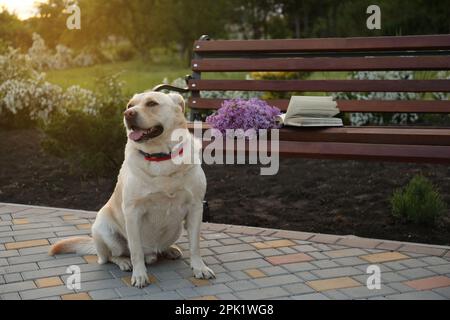 Süßer Hund, der neben einer Bank mit Flieder sitzt und im Park bucht Stockfoto