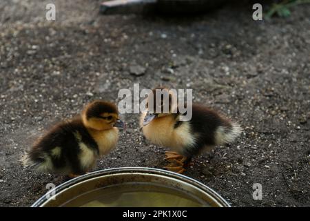 Süße flauschige Entenküken in der Nähe einer Schüssel Wasser auf dem Hof Stockfoto