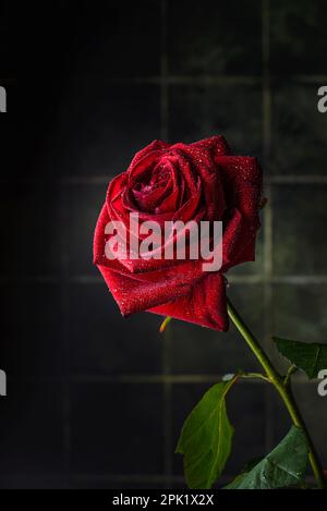 burgunder Rose auf grünem Hintergrund mit Tröpfchen. Moderner, trendiger Hintergrund aus grünen Fliesen Stockfoto