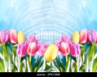 Strauß zarter Tulpen, Blumen auf hellblauem Hintergrund, in Wasser. Frische. Konzept des Feiertags, Muttertag. Stockfoto