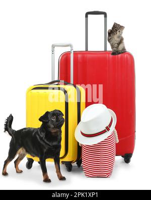 Süße Katze und Hund mit leuchtenden Koffern, die für die Reise auf weißem Hintergrund gepackt sind. Reisen mit Haustier Stockfoto