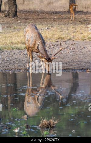 Samba-Hirsch, männliches Tier trinkt Wasser am See. Ranthambore-Nationalpark, Rajasthan, Indien Stockfoto