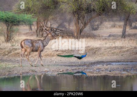 Samba-Hirsch, männliches Tier trinkt Wasser am See. Ranthambore-Nationalpark, Rajasthan, Indien Stockfoto