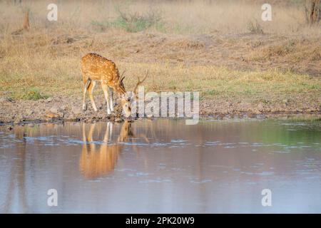 Chital oder gefleckte Hirsche trinken Wasser an einem See. Männliches Tier mit großem Geweih und weißen Flecken auf seinem Fell. Ranthambore-Nationalpark, Rajasthan, Indien Stockfoto