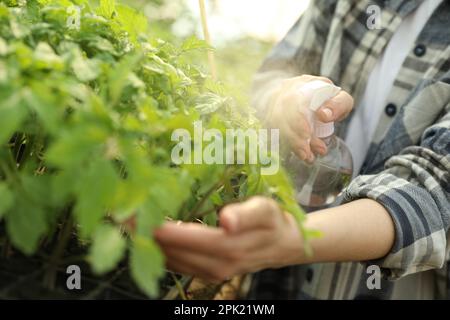 Frau besprüht Tomatensämlinge mit Wasser im Gewächshaus, Nahaufnahme Stockfoto