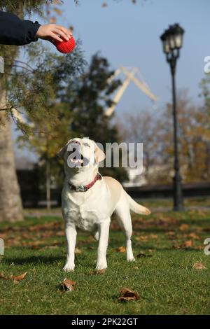 Gelber Labrador spielt mit Besitzer und Ball im Park an sonnigen Tagen Stockfoto