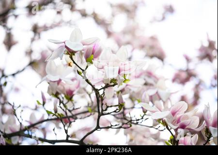 Zweig eines Magnolienbaums mit wunderschönen weißen Blumen auf verschwommenem Hintergrund, Nahaufnahme. Frühlingssaison Stockfoto