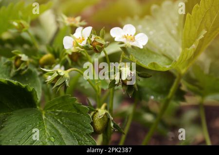 Wunderschöne blühende Erdbeerpflanze mit Wassertropfen auf verschwommenem Hintergrund, Nahaufnahme Stockfoto