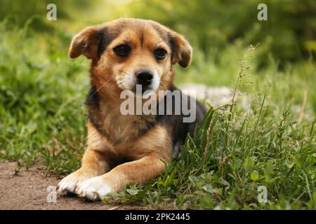 Süßer Hund, der draußen auf grünem Gras liegt Stockfoto