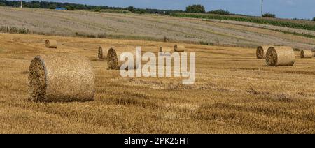 Stapel von Stroh-Ballen Heu, in Stapel links nach der Ernte von Weizen Ohren, landwirtschaftlichen Feld mit gesammelten Pflanzen ländlichen gerollt. Stockfoto