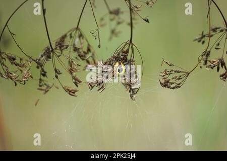 Die Spinne in der Netzpflanze wartet auf das Abendessen Stockfoto