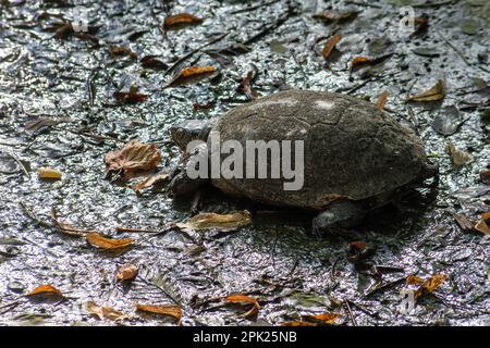 Wüstenschildkröte im Sand wandern, langsam fahrenden Land - Wohnung Reptil mit einer großen Kuppel-förmige Shel, Testudinidae Stockfoto